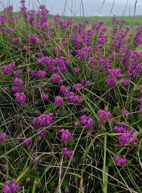 Bell Heather